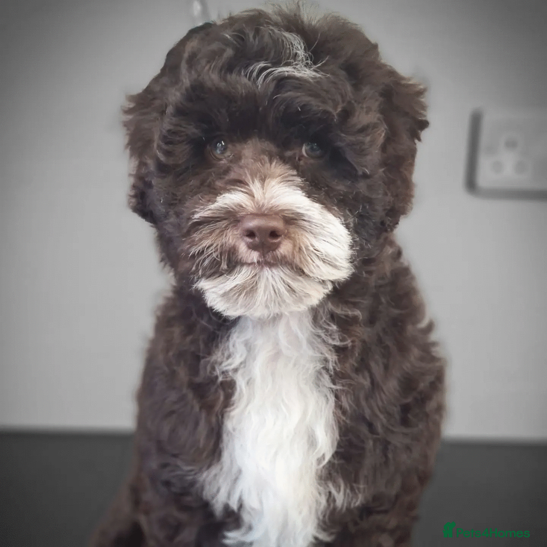 Miniature Poodle dogs for stud: *PROVEN* DNA Health Tested Chocolate Cockapoo STUD in Manchester - Advert 14
