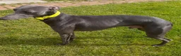 Whippet dogs for sale: Blue whippets  - Advert 4