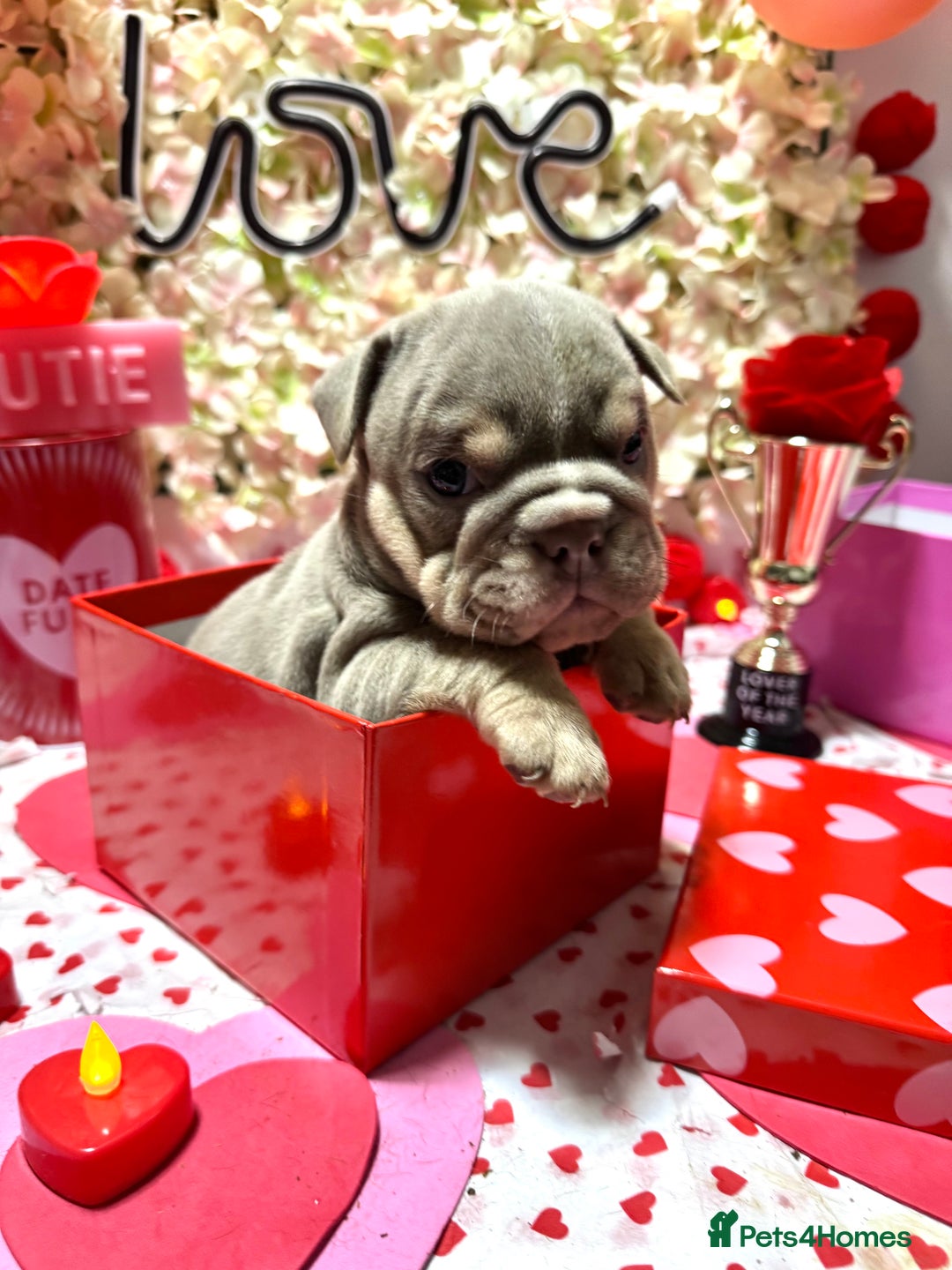 English Bulldog dogs for sale: Elite KC Registered English Bulldog Puppies - Advert 5