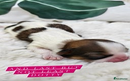 Shih Tzu dogs for sale: Baby shih  tzu puppies - Image 9