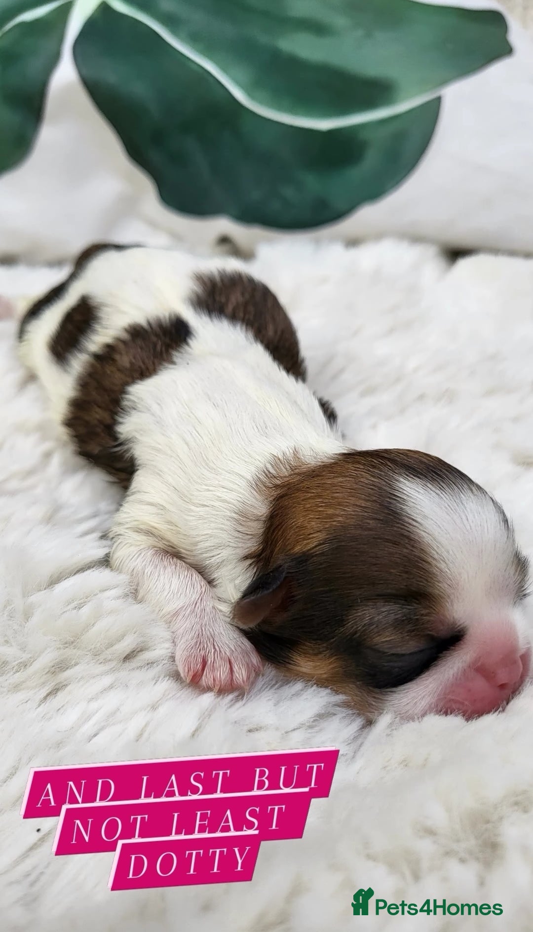 Shih Tzu dogs for sale: Baby shih  tzu puppies - Image 9