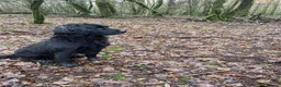 Cocker Spaniel dogs for sale: KC REGISTERED WORKING COCKER SPANIEL PUPPIES in Bude - Advert 8