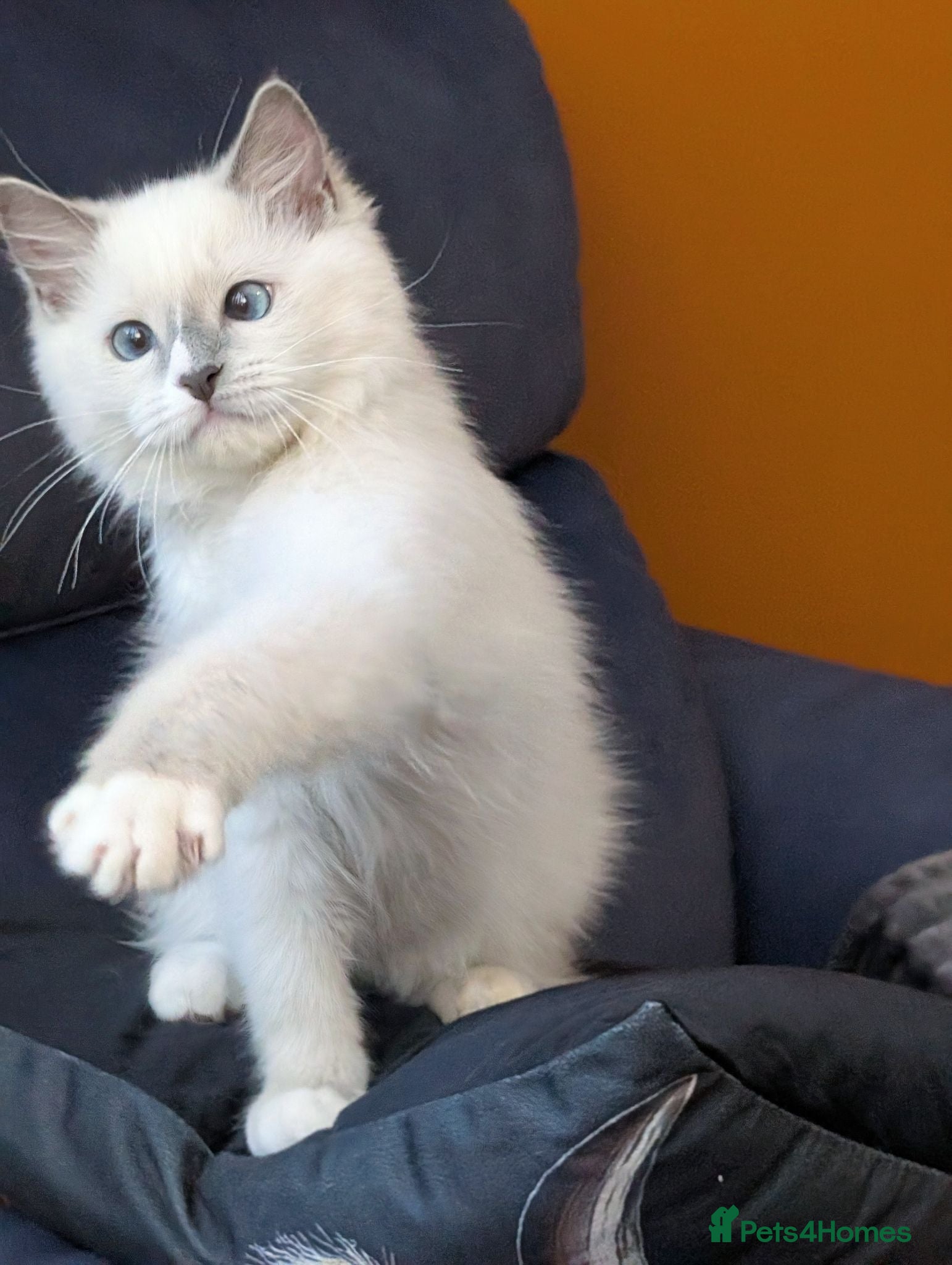Ragdoll cats Champion EU pedigree TICA Ragdoll kitten  - Advert 17