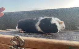 Guinea Pig rodents for sale: 4 Female guineapigs available  - Image 2