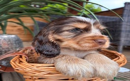 Cocker Spaniel dogs for sale: Beautiful Show Type KC registered Cocker Spaniels  - Image 2