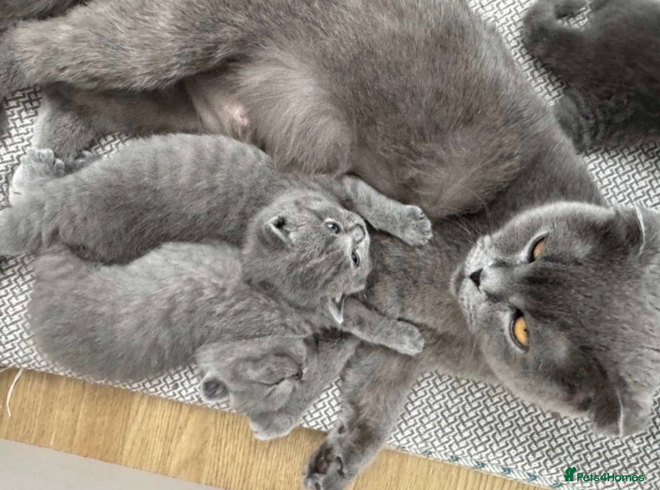 British Shorthair cats pedigree British shorthairs 2boys/2girls Available - Advert 1