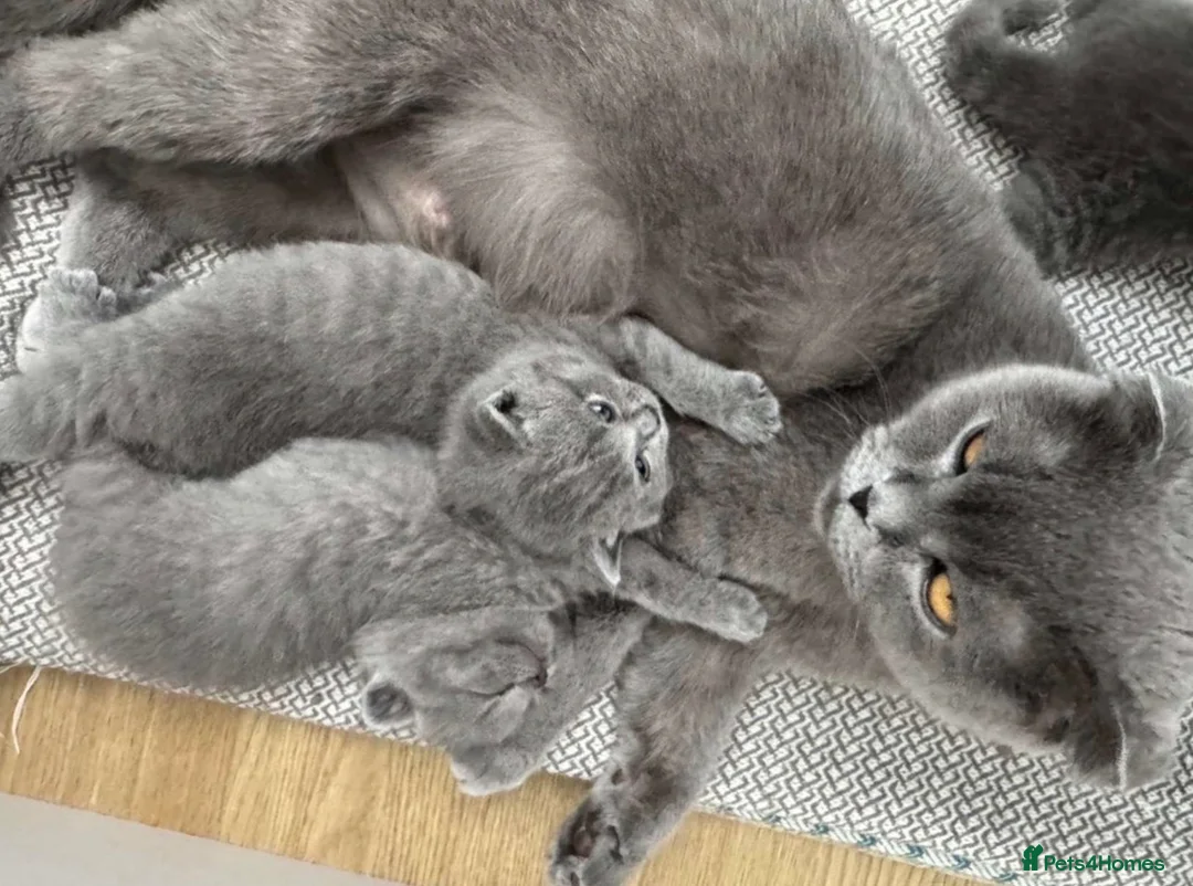 British Shorthair cats for sale: pedigree British shorthairs 2boys/2girls Available - Advert 1