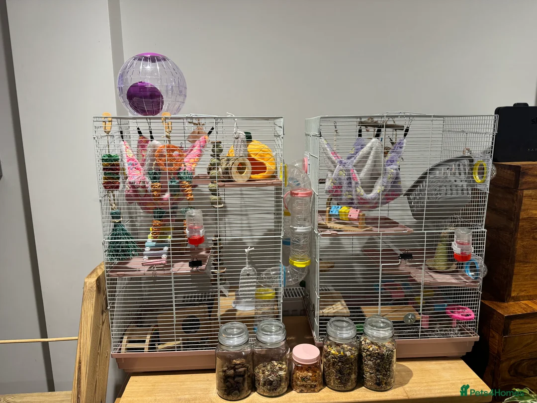 Hamster rodents for sale: Gentle female golden hamster and all accessories in Hastings - Advert 3