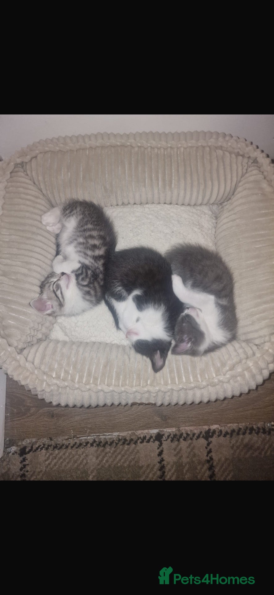 Mixed Breed cats 1 male kitten and 2 female kittens  - Advert 14