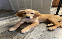 Golden Retriever dogs for sale: Beautiful golden retriever puppy Girl - Image 6