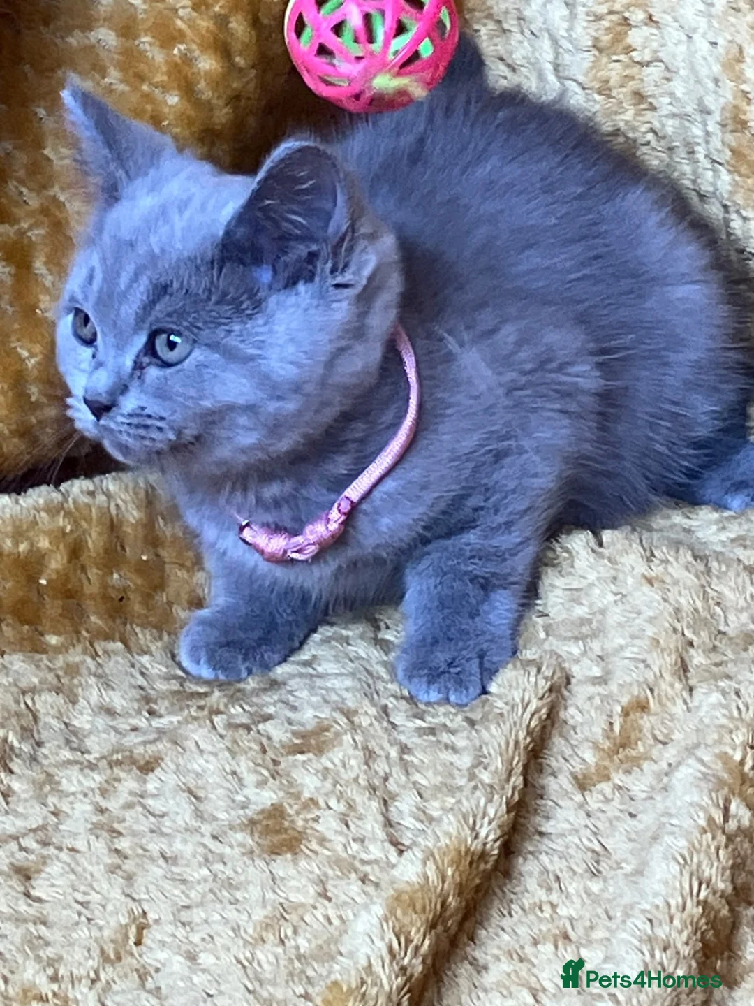 Mixed Breed cats for sale: 🏆GCCF Toras (BSH) kittens x Elizabeth (Ragdoll)🐾 - Advert 2