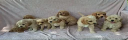 Cavapoochon dogs for sale: Gorgeous Cavapoochon Puppies  - Advert 5