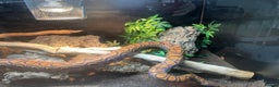 Boa Snake reptiles for sale: Brazilian Rainbow Boa - Advert 6