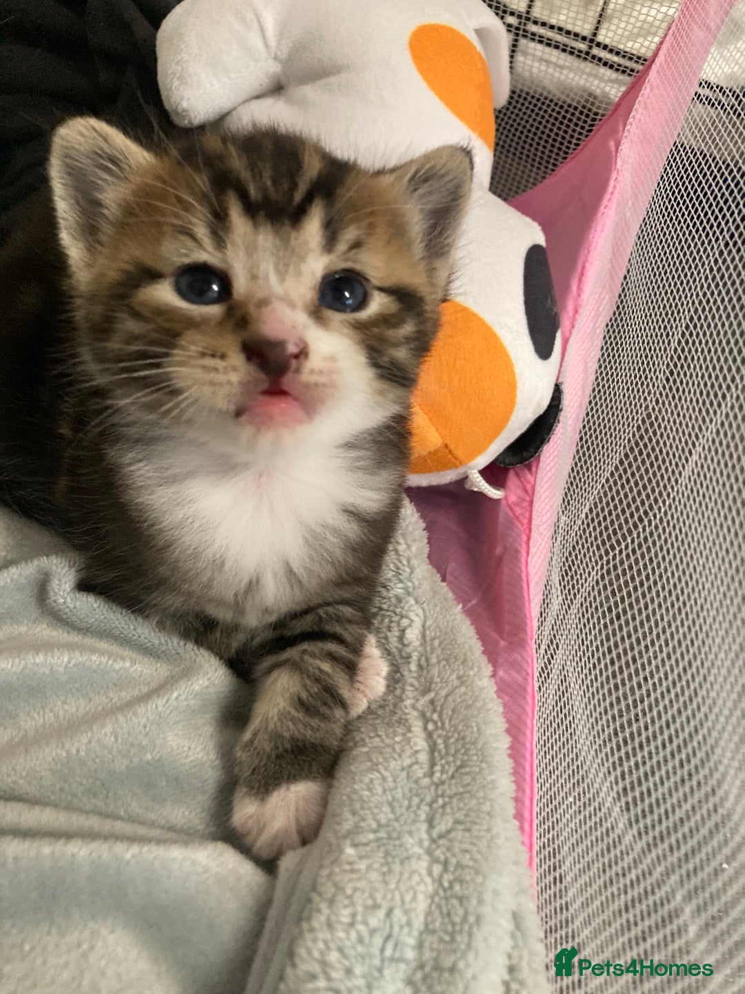 Mixed Breed cats for sale: BengalXTabby kittens LAST BOY LEFT NOW - Image 18