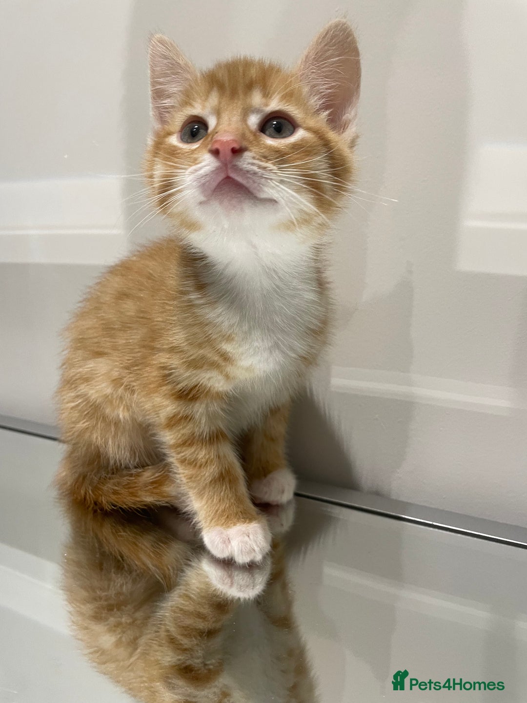 Mixed Breed cats for sale: Beautiful kittens ready to go now  - Advert 18