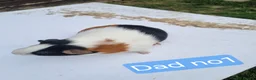 Guinea Pig rodents for sale: Tricolour guinea pigs, babies and adults in Didcot - Advert 5
