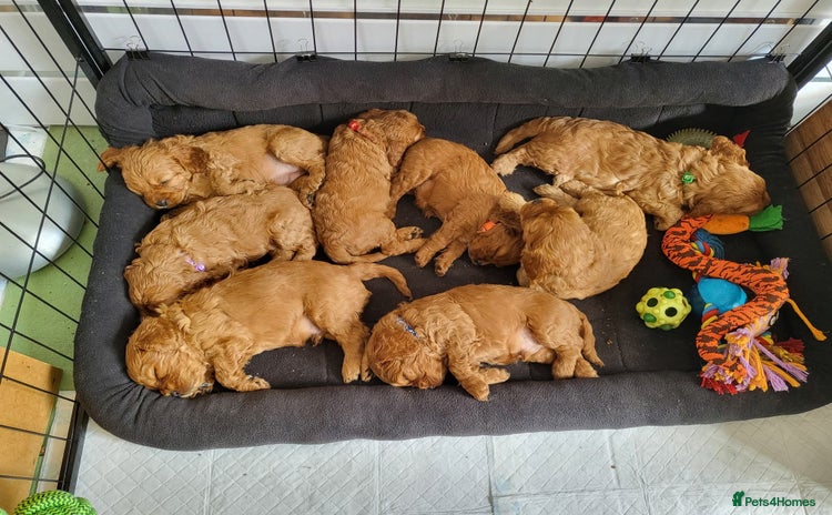 Cavapoo dogs - Advert 4