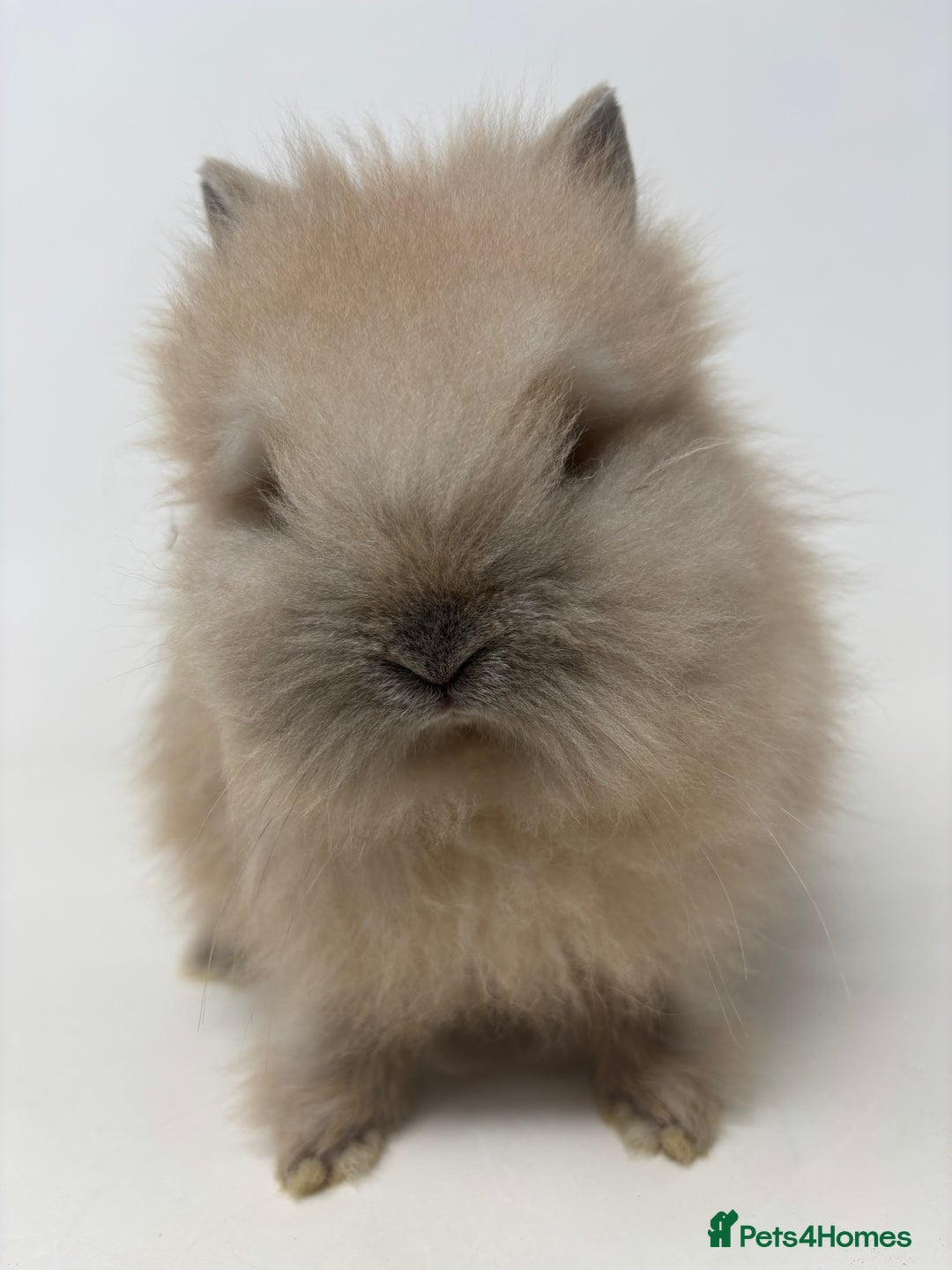 Lionhead rabbits for sale: BEAUTIFUL BABY LIONHEAD BUNNIES - Advert 6