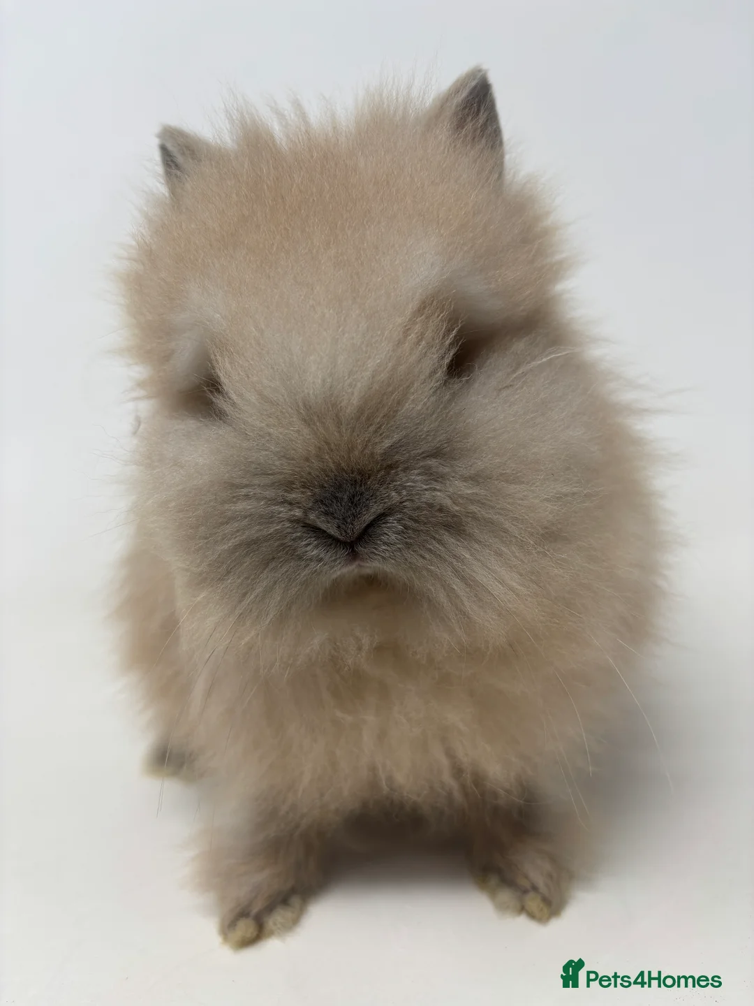 Lionhead rabbits for sale: BEAUTIFUL BABY LIONHEAD BUNNIES - Advert 6