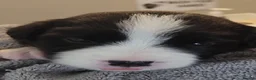 Border Collie dogs for sale: ISDS registered pups from amazing lines - Advert 27