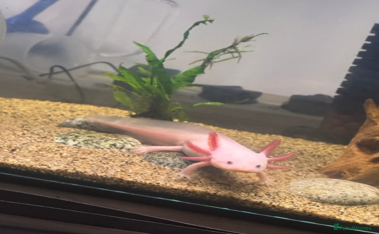 Axolotl reptiles - Advert 1