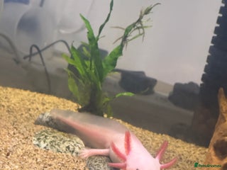 Axolotl reptiles - Advert 3