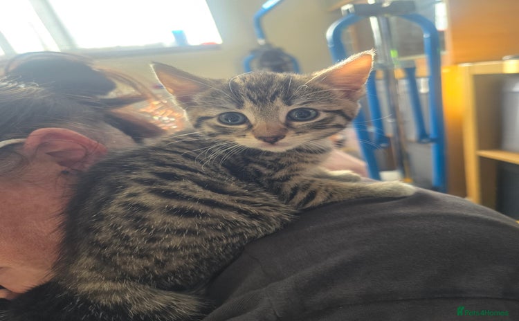 Domestic Shorthair cats - Advert 8