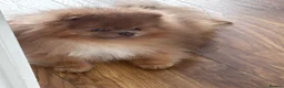 Pomeranian dogs for sale: Male lilac pomarainan George  - Advert 1