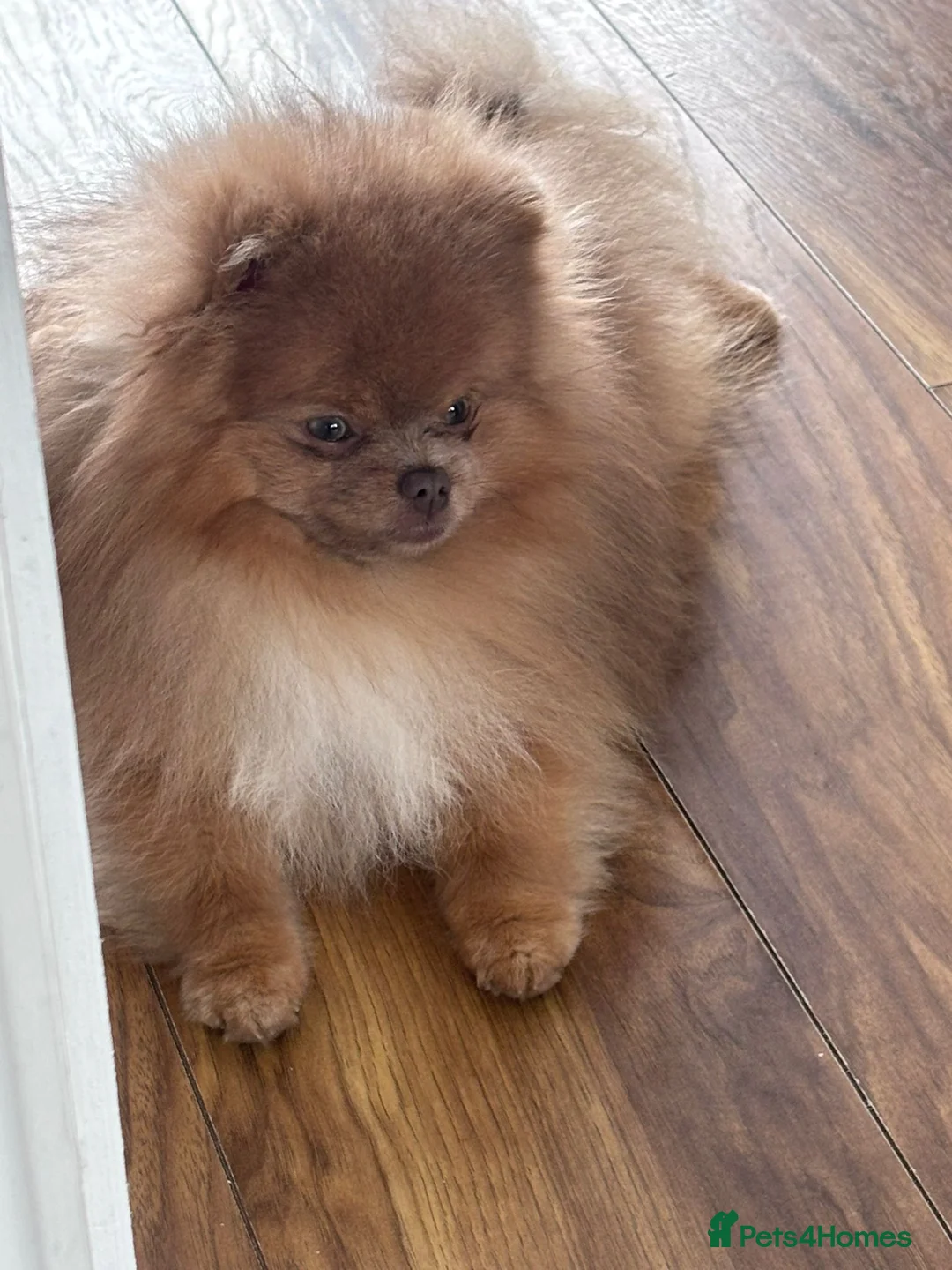 Pomeranian dogs for sale: Male lilac pomarainan George  - Advert 1