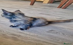 Maine Coon cats for sale: 🌟Ready now🌟 3 large Maine coons active available - Image 14