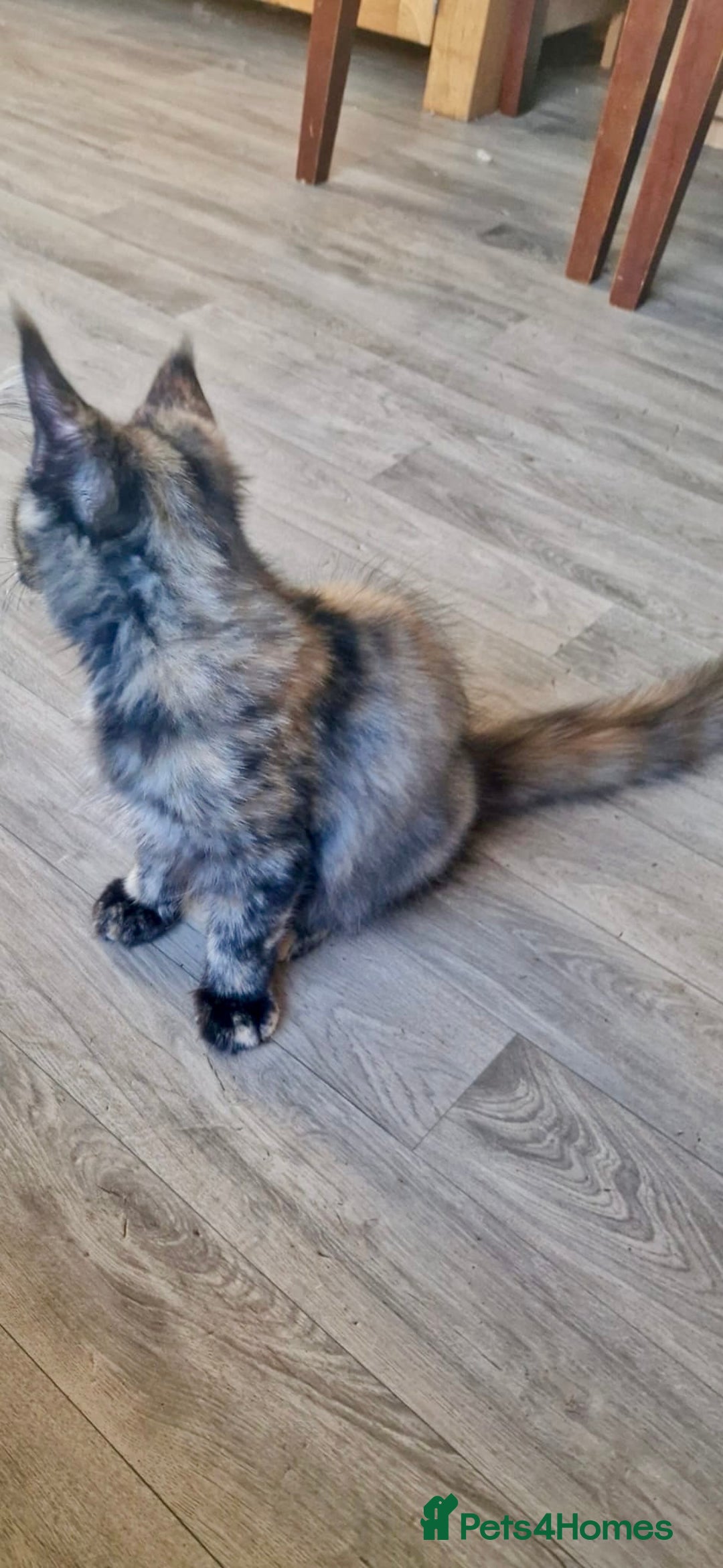 Maine Coon cats for sale: 🌟Ready now🌟 3 large Maine coons active available - Image 14