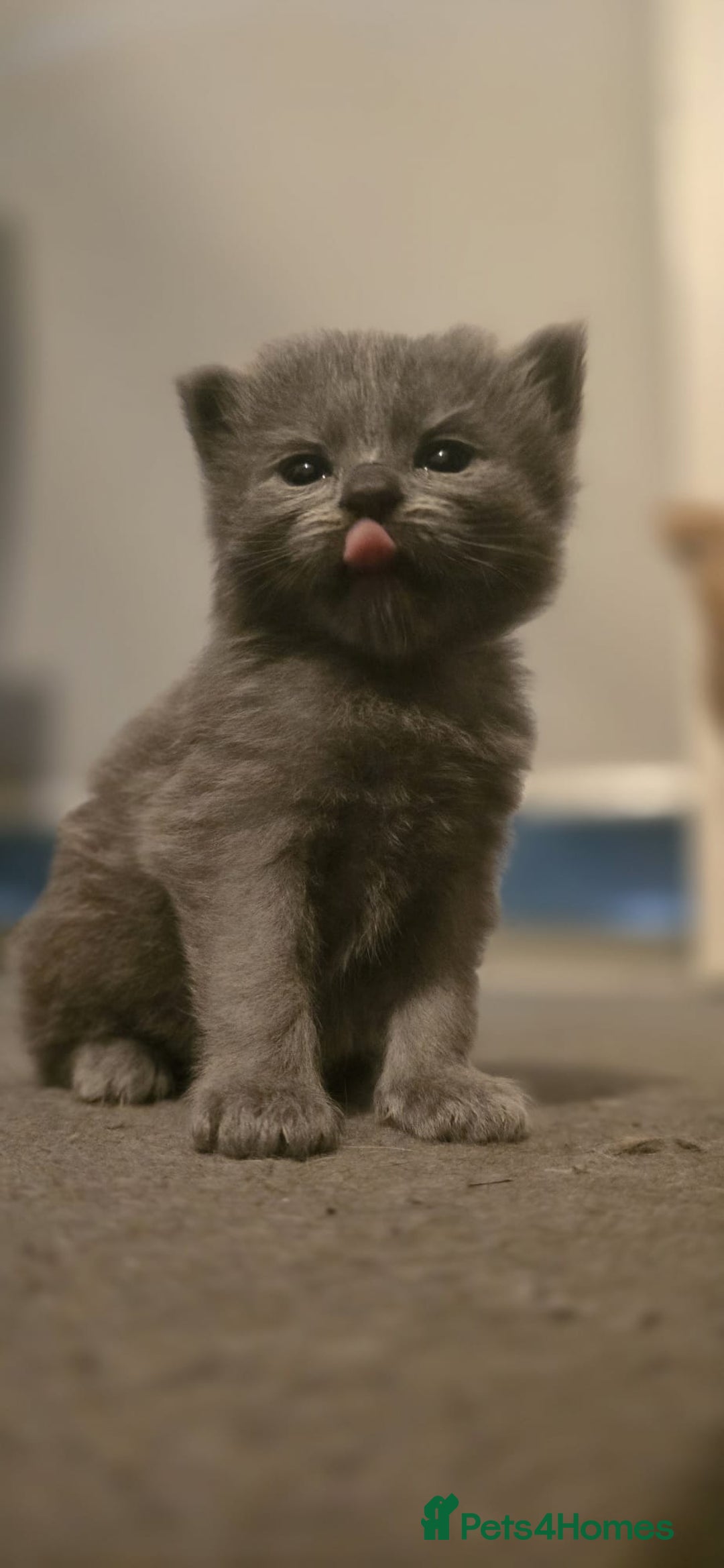 Ragdoll cats for sale: Ragdoll x Siberian mix - Advert 11