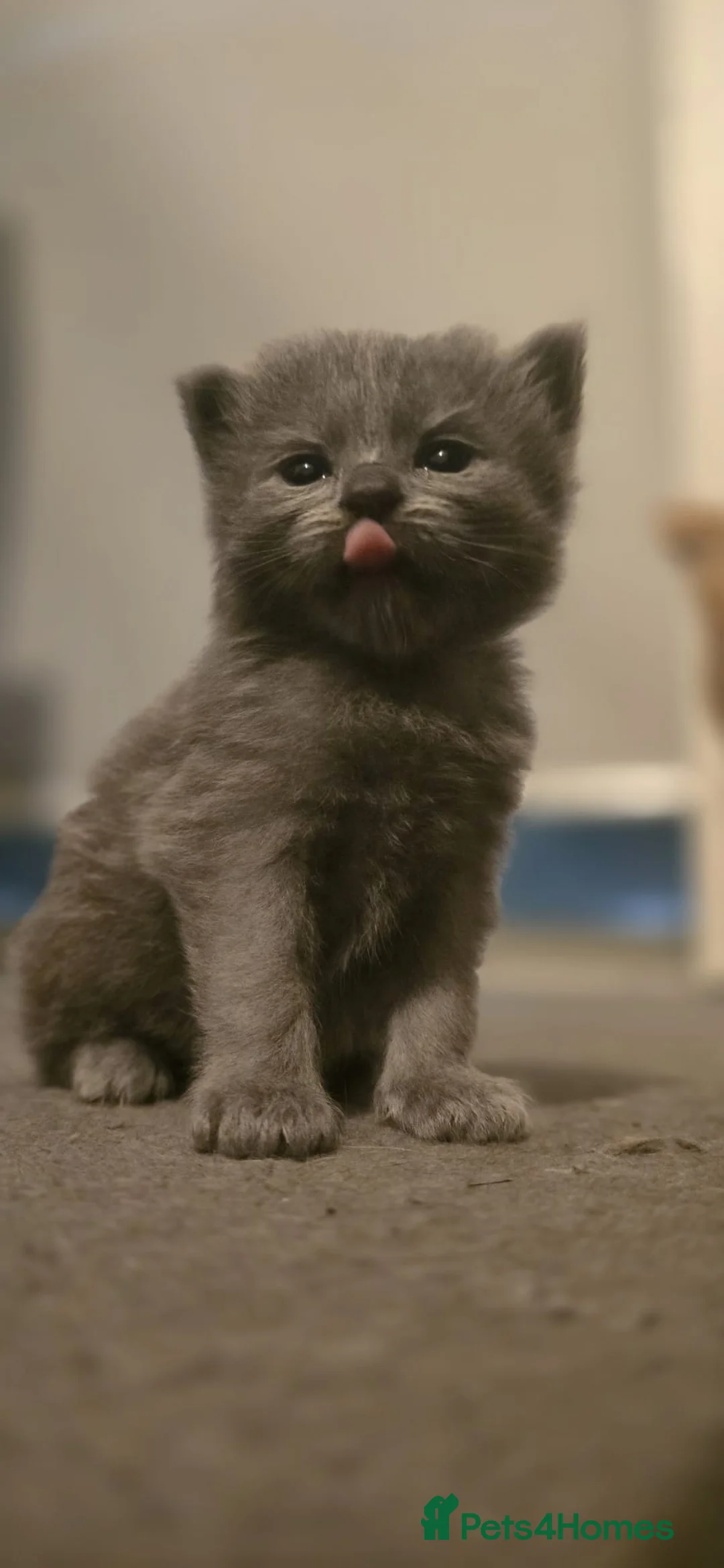 Ragdoll cats for sale: Ragdoll x Siberian mix - Advert 17