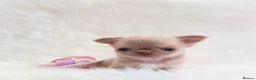 Chihuahua dogs for sale: Beautiful lilac chihuahuas  in Doncaster - Advert 10