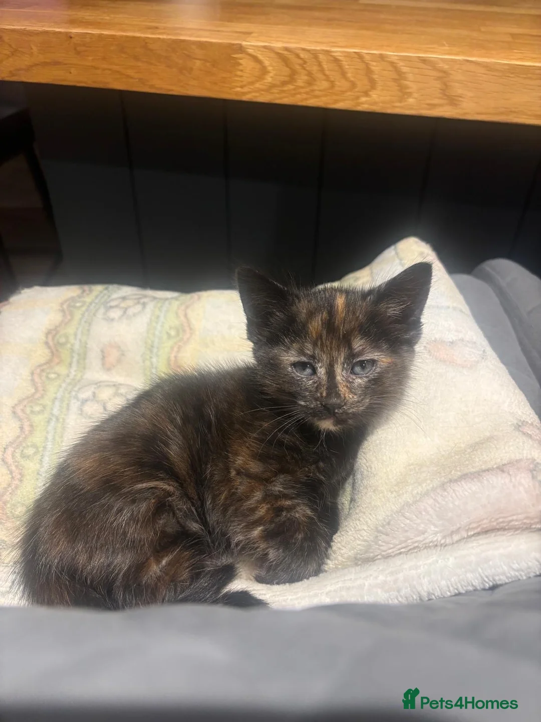 Domestic Shorthair cats for sale: Litter of kittens - Advert 4