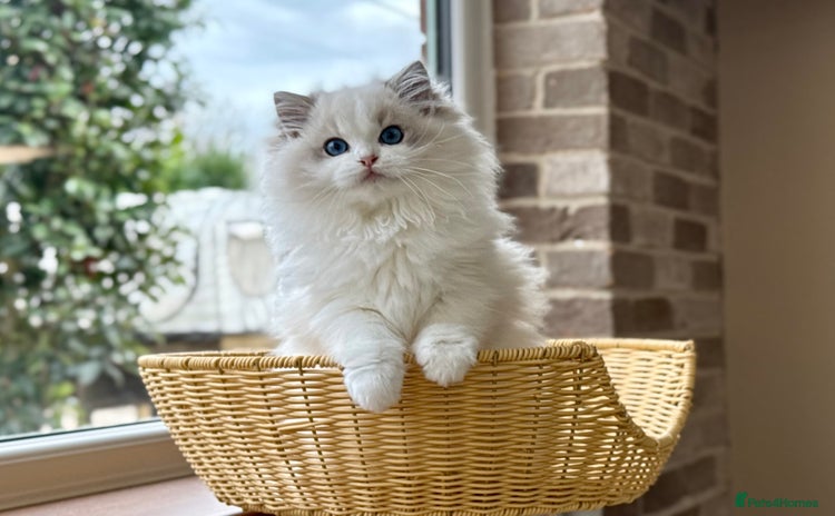 Ragdoll cats - Advert 3