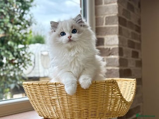 Ragdoll cats - Advert 20