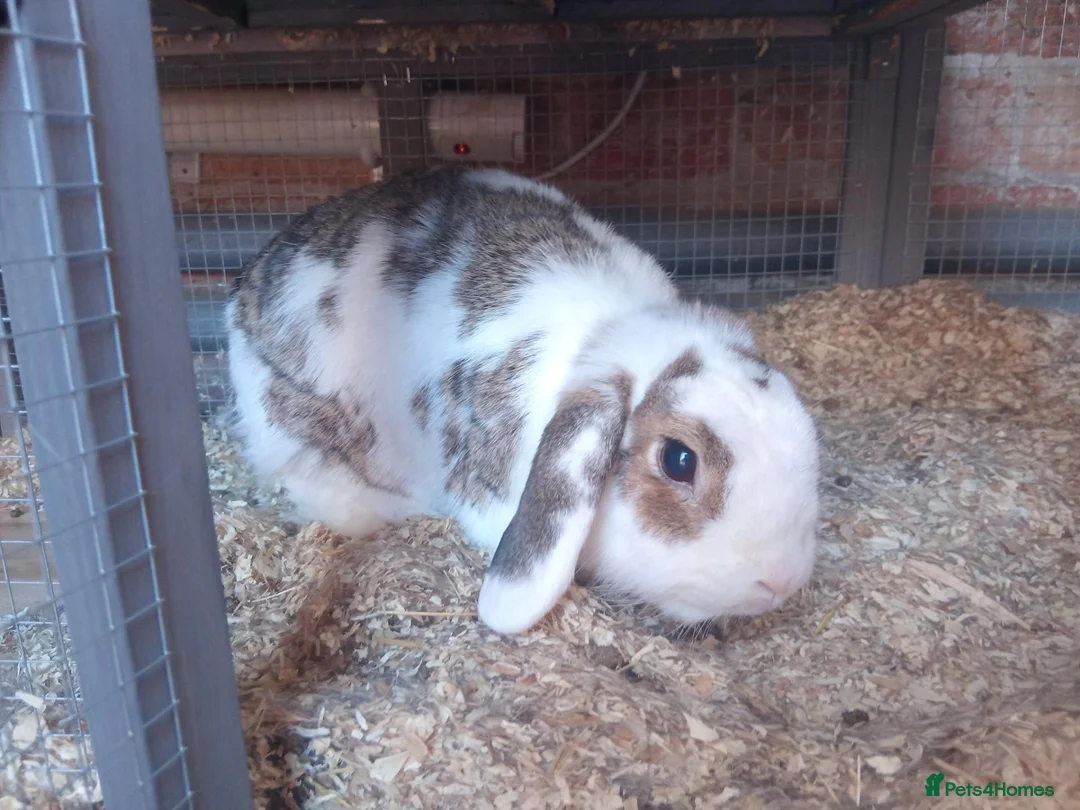 English rabbits for sale: 2 rabbits available to good home in Morpeth - Advert 2