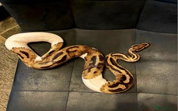 Python Snake reptiles for sale: Pied Royal Python het Albino - Image 3
