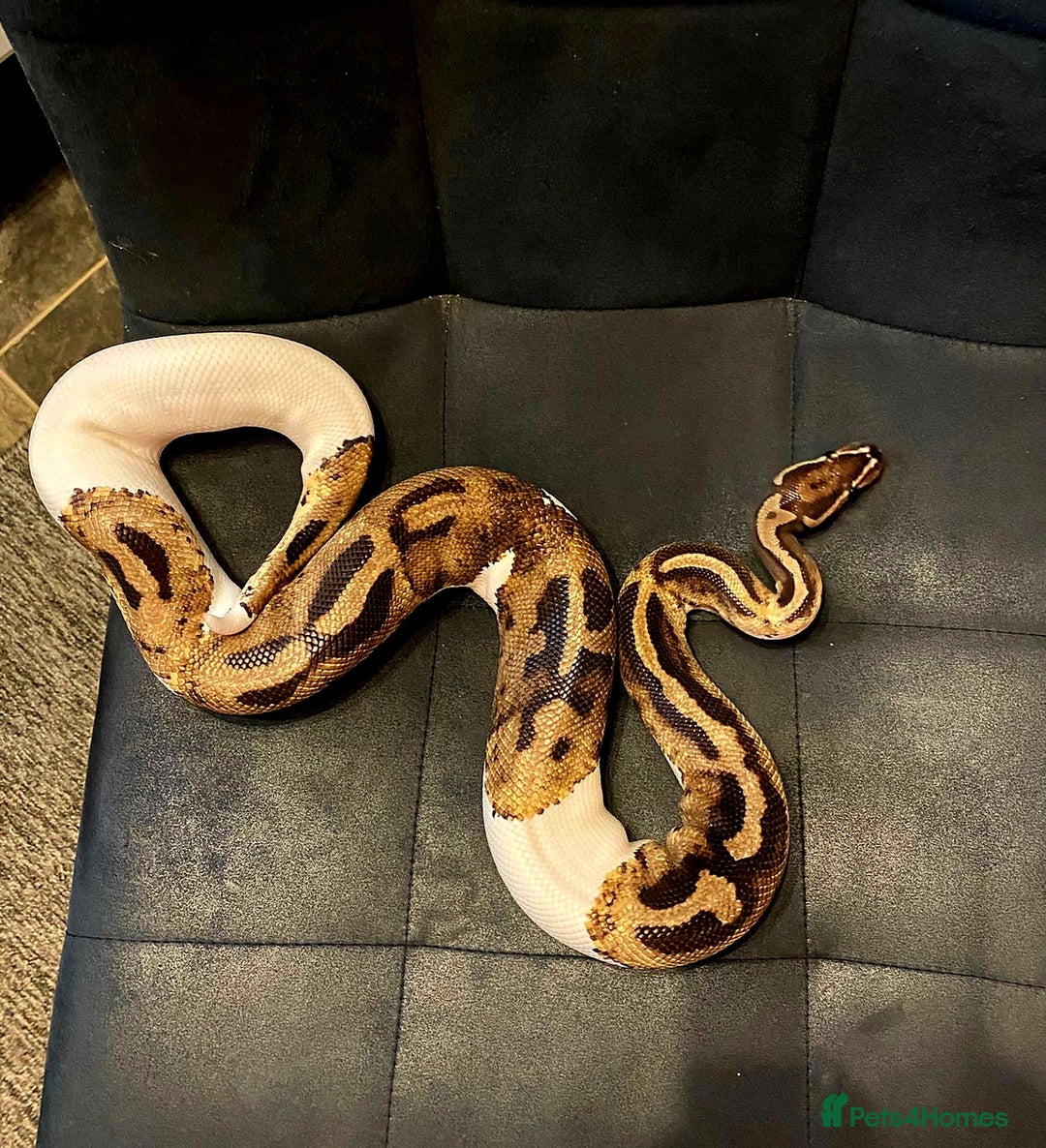 Python Snake reptiles for sale: Pied Royal Python het Albino - Image 3