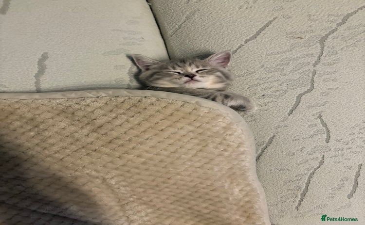 Scottish Fold cats - Advert 4