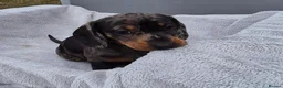 Miniature Dachshund dogs for sale: Gorgeous KC Registered, PRA Clear puppies  in Harlow - Advert 17