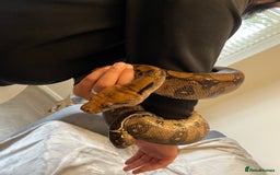 Boa Snake reptiles for sale: Baby Boa Constrictor  - Image 15