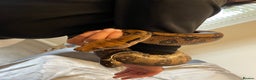 Boa Snake reptiles for sale: Baby Boa Constrictor  - Advert 15