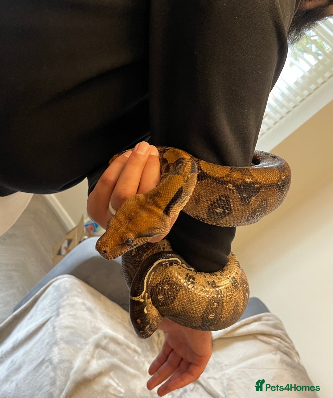 Boa Snake reptiles for sale: Baby Boa Constrictor  - Image 15