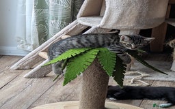 Domestic Shorthair cats for sale: 4 beautiful kittens - Image 1