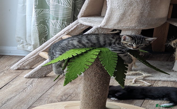Domestic Shorthair cats - Advert 6