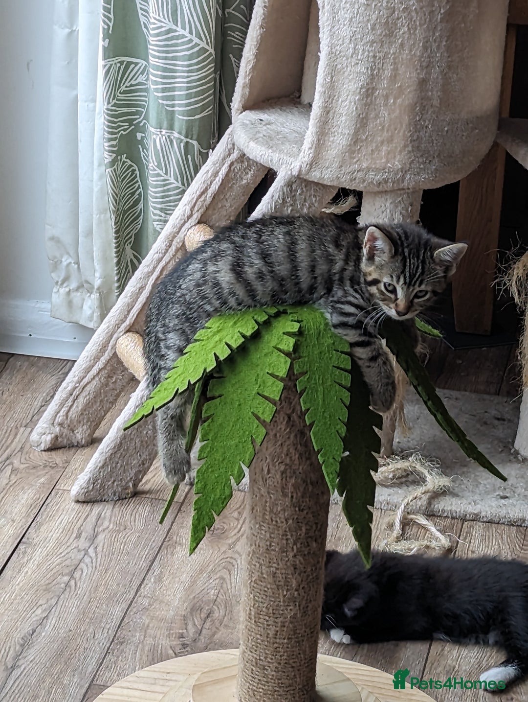 Domestic Shorthair cats for sale: 4 beautiful kittens - Image 1