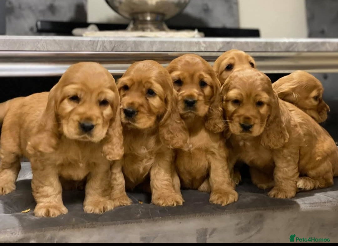Cocker Spaniel dogs for stud: Outstanding Show Cocker for stud  - Image 11