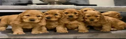 Cocker Spaniel dogs for stud: Outstanding Show Cocker for stud  - Advert 11